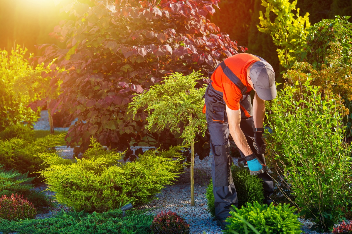 Expert Landscaping Contractor in Stockton, CA Skilled Landscaping Contractor in Stockton, CA